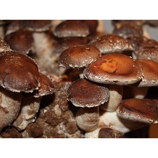 Shiitake Twardziak Jadalny Grzybnia Kg Uprawa W Domu Shopee Polska