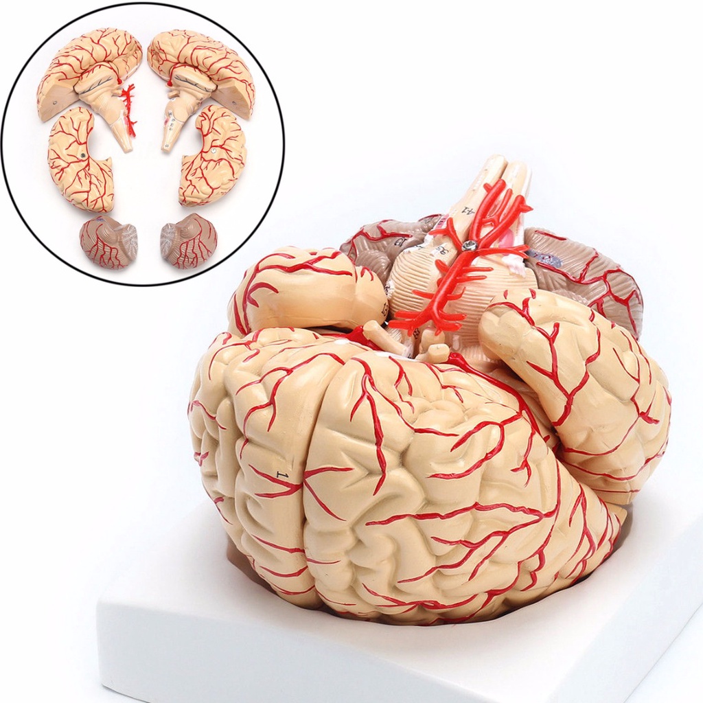 New 1:1 Life Size PVC Human Brain with Arteries Model Anatomical Organ ...